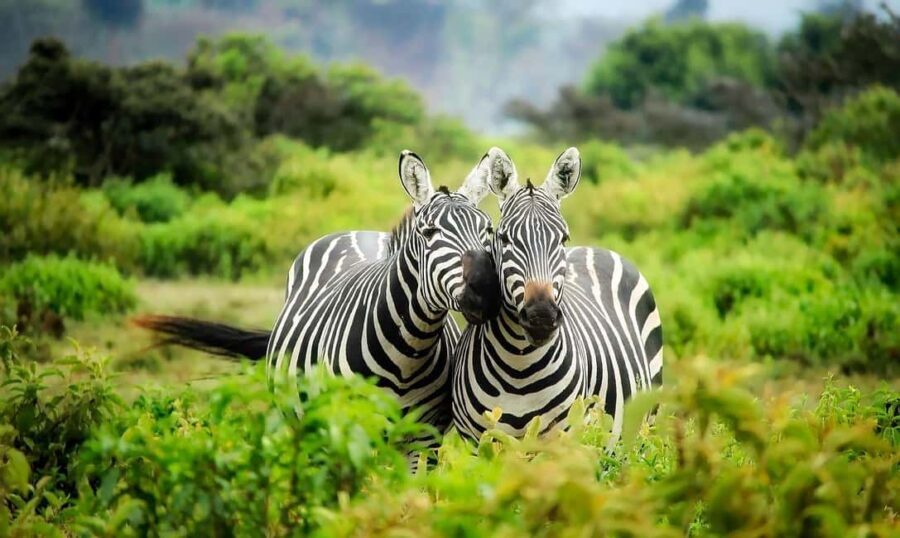3 Days 2 Nights private flying Luxury Safari to Amboseli - Exploring the Itinerary in Detail