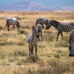 3 DAYS, 2 NIGHTS SAFARI FROM ZANZIBAR TO MIKUMI BY FERRY. - What You Can Expect: Daily Breakdown