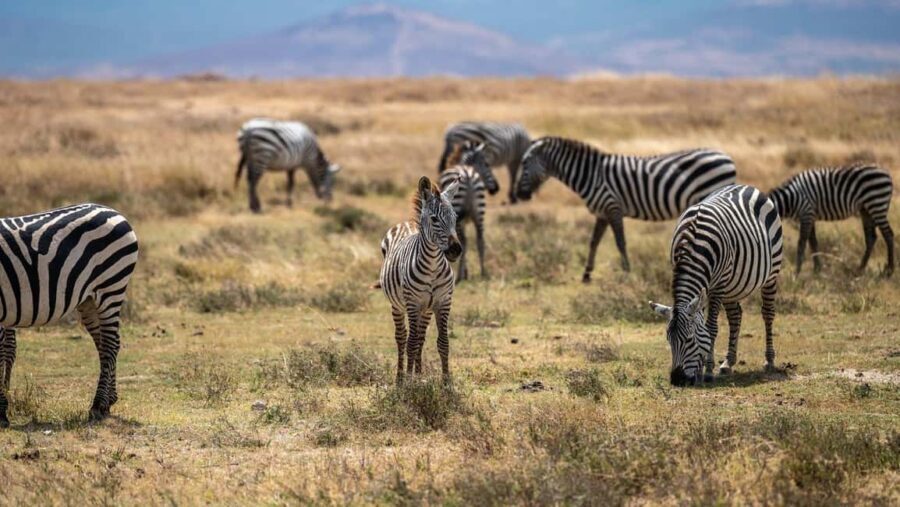 3 DAYS, 2 NIGHTS SAFARI FROM ZANZIBAR TO MIKUMI BY FERRY. - What You Can Expect: Daily Breakdown