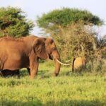 3 days 2 nights Safari to Amboseli from Mombasa - The Journey to Amboseli: What to Expect