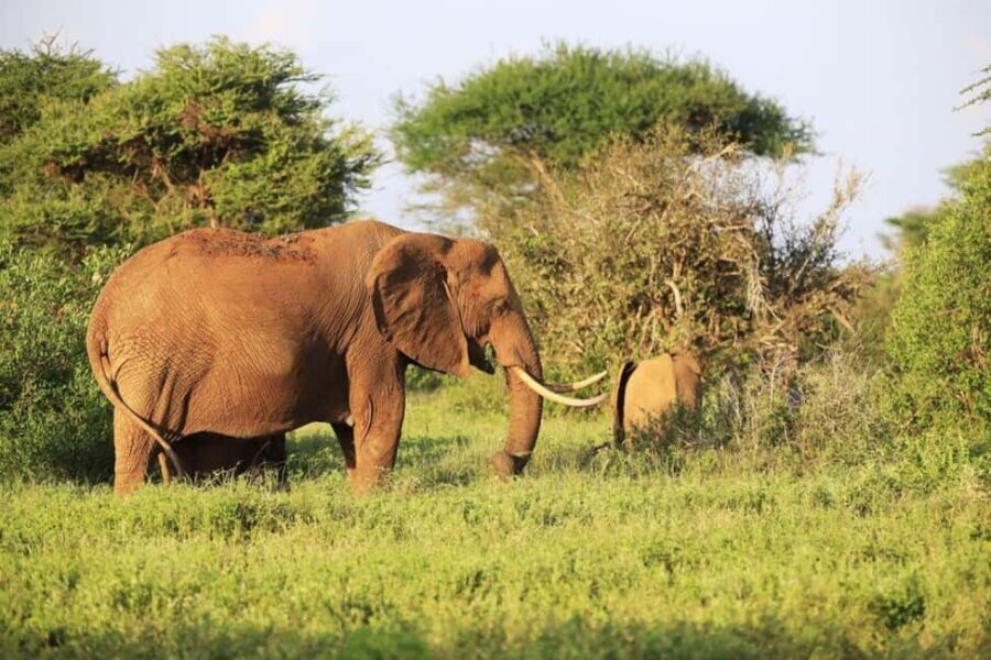 3 days 2 nights Safari to Amboseli from Mombasa - The Journey to Amboseli: What to Expect
