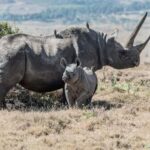 3 Days , 2 nights Safari to Olpejeta Conservancy - Transportation & Comfort