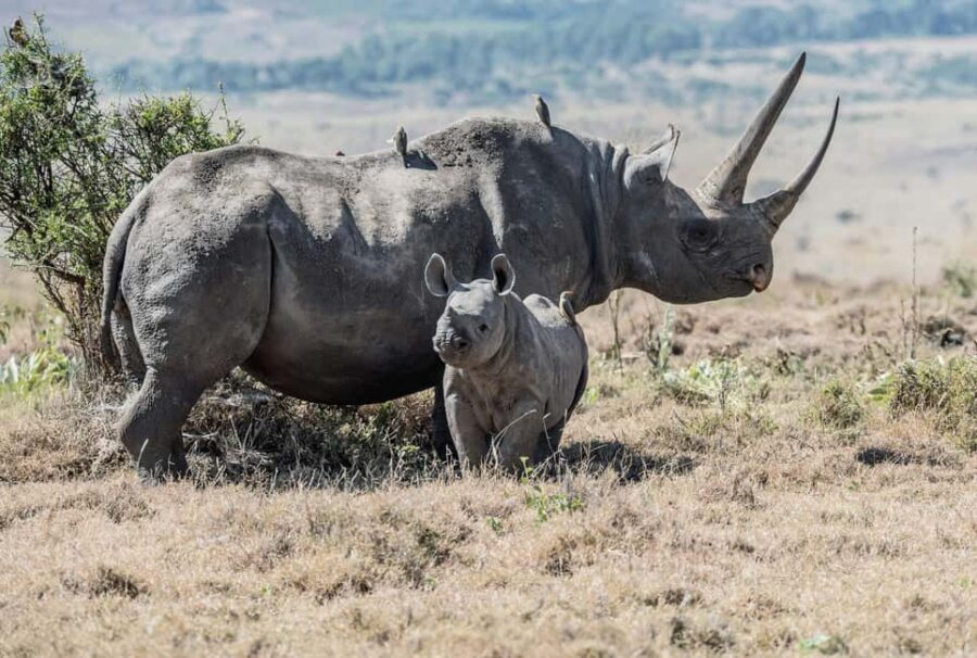 3 Days , 2 nights Safari to Olpejeta Conservancy - Transportation & Comfort