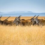 3 days, 2 nights Safari to Tsavo East from Nairobi - An In-Depth Look at the Tsavo East Safari