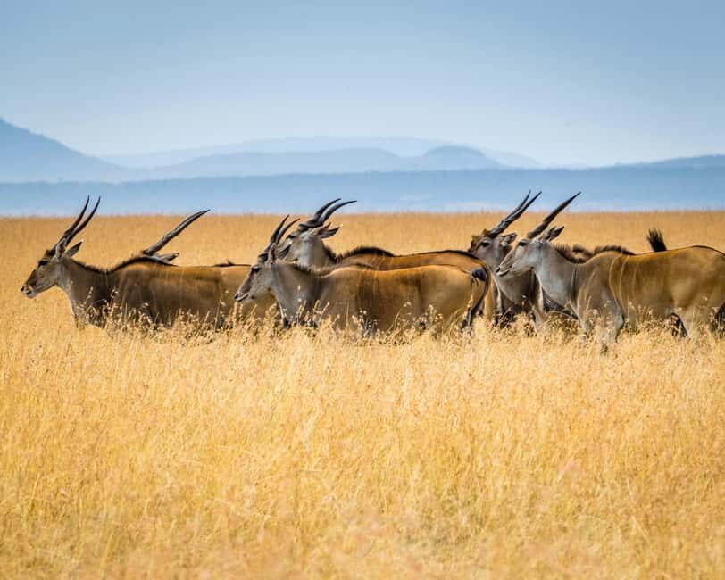 3 days, 2 nights Safari to Tsavo East from Nairobi - An In-Depth Look at the Tsavo East Safari