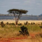 3 days 2 nights safari to Tsavo East Safari from Mombasa - An In-Depth Look at the Tsavo East Safari Experience