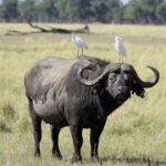3-days 2 nights to Mikumi National Park & Chizua waterfalls - What Makes This Tour Stand Out?