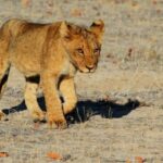 3-days 2-nights to Mikumi Park from Zanzibar & Massai visit - Exploring Mikumi National Park: An Iconic Safari Experience