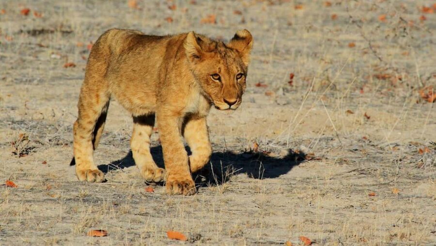 3-days 2-nights to Mikumi Park from Zanzibar & Massai visit - Exploring Mikumi National Park: An Iconic Safari Experience