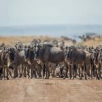 3 days 2nights masai mara joining safari Jeep - What’s Included and Why It Matters