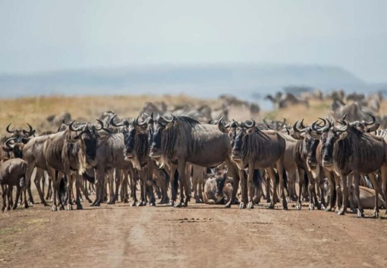 3 days 2nights masai mara joining safari Jeep - What’s Included and Why It Matters