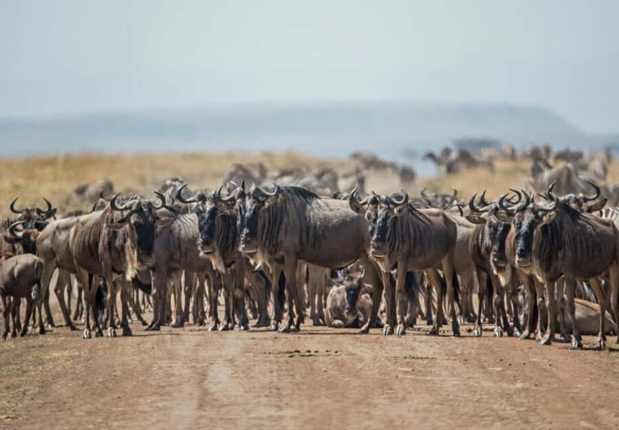 3 days 2nights masai mara joining safari Jeep - What’s Included and Why It Matters