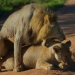 3-days adventure from Dar-es-Salaam to Mikumi National Park - Full-Day Game Drive Safari in Mikumi