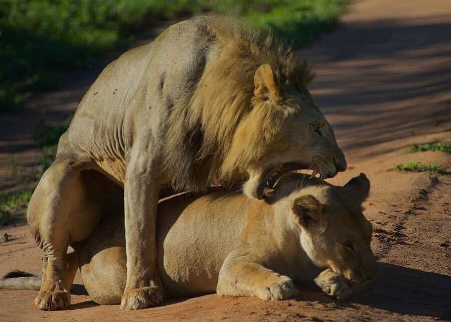 3-days adventure from Dar-es-Salaam to Mikumi National Park - Full-Day Game Drive Safari in Mikumi