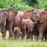 3-Days Akagera Safari, boat cruise and night game drive. - Exploring the Itinerary: What to Expect
