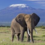 3 Days Amboseli National Park Luxury Safaris - What’s Included & What to Consider