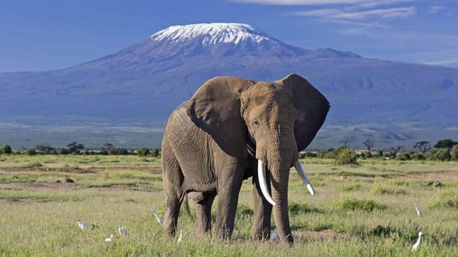 3 Days Amboseli National Park Luxury Safaris - What’s Included & What to Consider