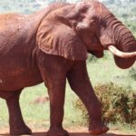 3 Days Best of Tsavo East and West with Mzima Springs Safari - What Makes This Tour Stand Out?
