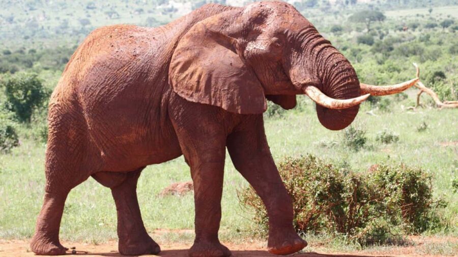 3 Days Best of Tsavo East and West with Mzima Springs Safari - What Makes This Tour Stand Out?