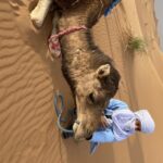 3 days Camel Trekking in Morocco Desert tour - What’s Included and What’s Not?
