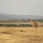 3 Days Camping Experience Safari: mikumi national Park - What We Love About This Experience