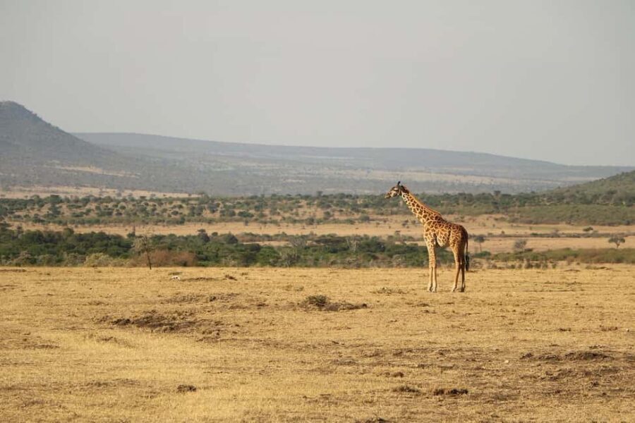 3 Days Camping Experience Safari: mikumi national Park - What We Love About This Experience