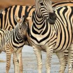 3 Days Camping Safari - What Travelers Can Expect
