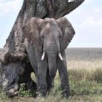 3 Days Camping Safari at mikumi national Park - What to Expect: A Day-by-Day Breakdown
