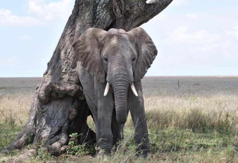 3 Days Camping Safari at mikumi national Park - What to Expect: A Day-by-Day Breakdown
