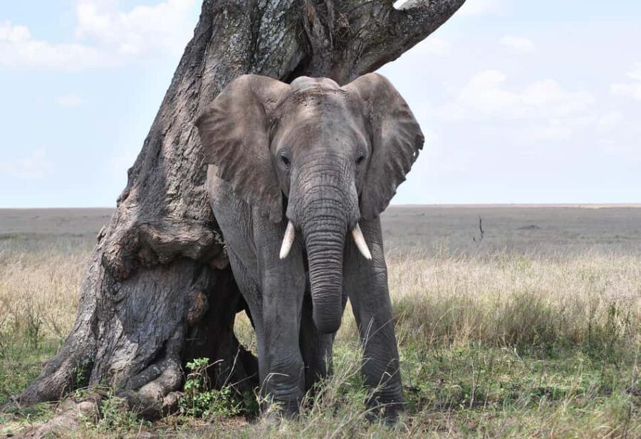 3 Days Camping Safari at mikumi national Park - What to Expect: A Day-by-Day Breakdown