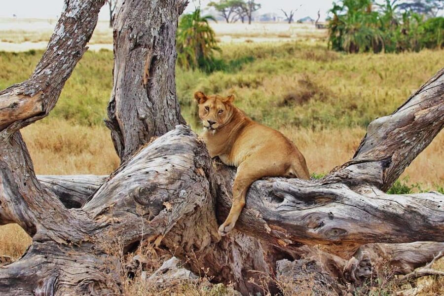 3-days camping safari from Dar-es-Salaam to Mikumi N. Park - What to Expect from the 3-Day Safari
