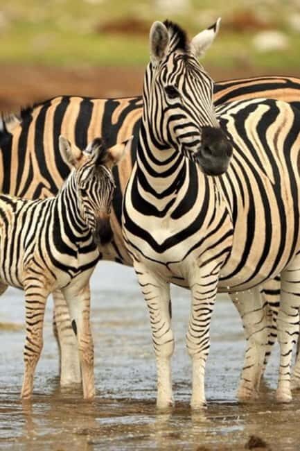 3 Days Camping Safari - What Travelers Can Expect