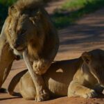 3-Days classic safari to Mikumi N. Park from Dar-es-Salaam - Why This Tour Offers Great Value