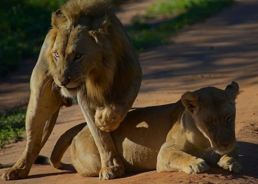 3-Days classic safari to Mikumi N. Park from Dar-es-Salaam - Why This Tour Offers Great Value