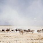 3 Days Etosha National Park Guided Experience - What’s Included and What’s Not