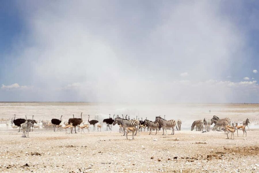 3 Days Etosha National Park Guided Experience - What’s Included and What’s Not