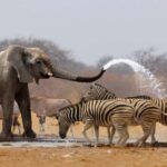 3 Days Etosha National Park; Self Drive Tour - An In-Depth Look at the Tour Itinerary