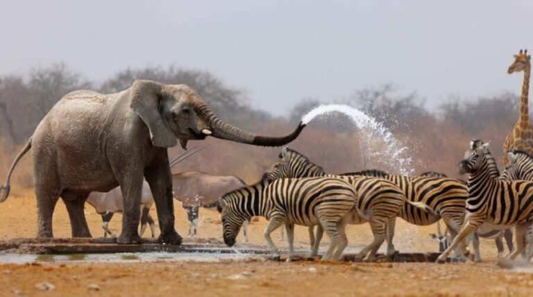 3 Days Etosha National Park; Self Drive Tour - An In-Depth Look at the Tour Itinerary