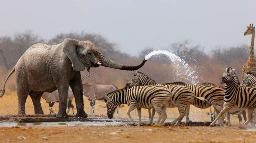 3 Days Etosha National Park; Self Drive Tour - An In-Depth Look at the Tour Itinerary
