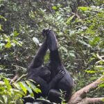 3 days Gorilla tracking in Bwindi Forest in Uganda - The Itinerary Breakdown