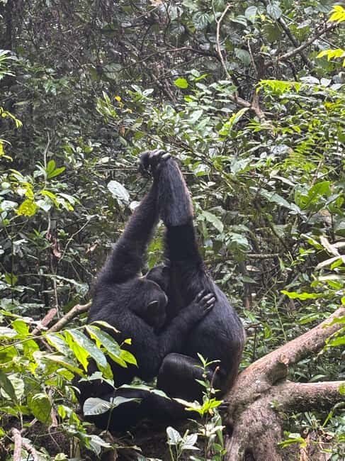 3 days Gorilla tracking in Bwindi Forest in Uganda - The Itinerary Breakdown