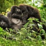 3 Days Gorilla trekking in the volcanoes national park - Practical Tips for Your Gorilla Trek Experience