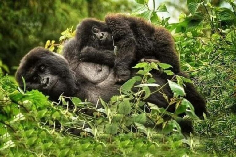 3 Days Gorilla trekking in the volcanoes national park - Practical Tips for Your Gorilla Trek Experience