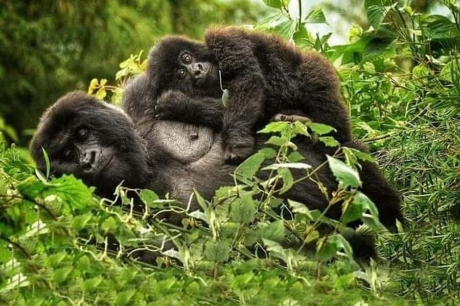 3 Days Gorilla trekking in the volcanoes national park - Practical Tips for Your Gorilla Trek Experience