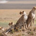 3 Days Group Tour Tarangire, Lake Manyara Ngorongoro Crater - What’s Included & What’s Not