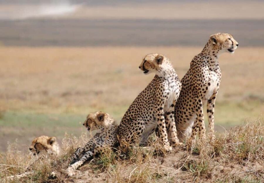 3 Days Group Tour Tarangire, Lake Manyara Ngorongoro Crater - What’s Included & What’s Not