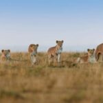 3 Days - Lake Manyara, Ngorongoro Crater and Tarangire - What’s Included and What to Keep in Mind