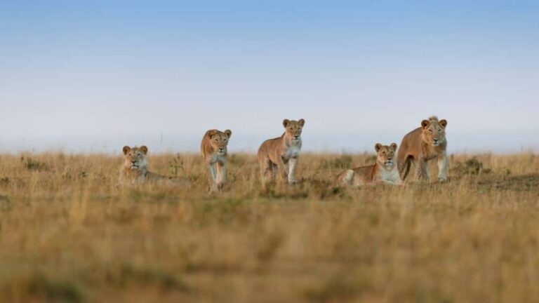 3 Days - Lake Manyara, Ngorongoro Crater and Tarangire - What’s Included and What to Keep in Mind