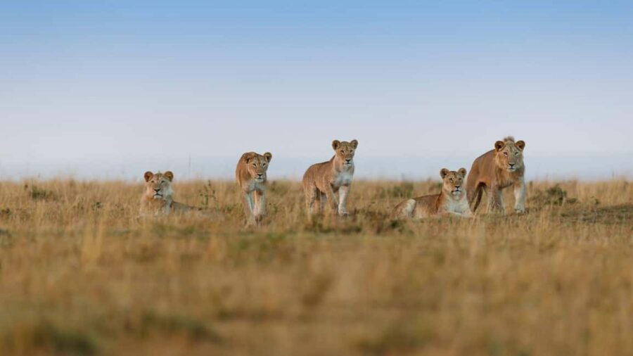 3 Days - Lake Manyara, Ngorongoro Crater and Tarangire - What’s Included and What to Keep in Mind