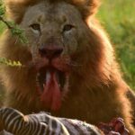 3 Days Maasai Mara Group Safari using a 4x4 Landcruiser - FAQ